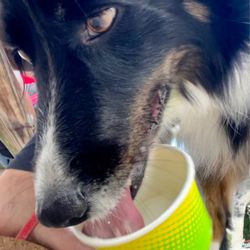 Dida's Incredible Edibles - Border collie stamp of approval.