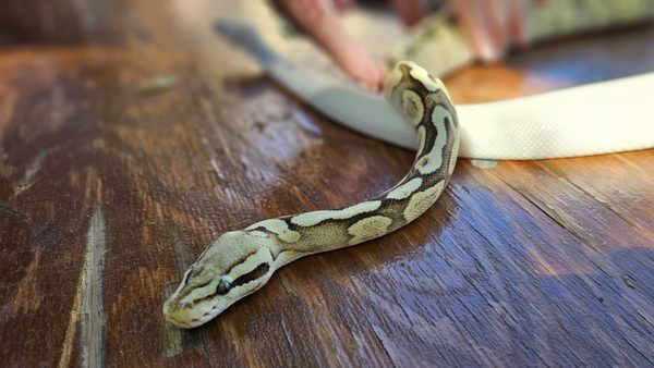 Santa Clara University by null