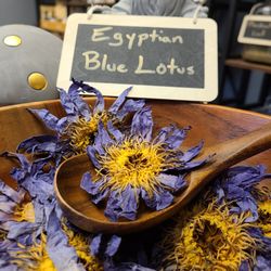 Apotheosis - Egyptian Blue Lotus