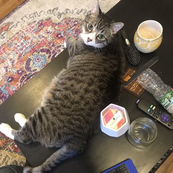 Kitty in NY - Prince - Pet Boarding Near Me