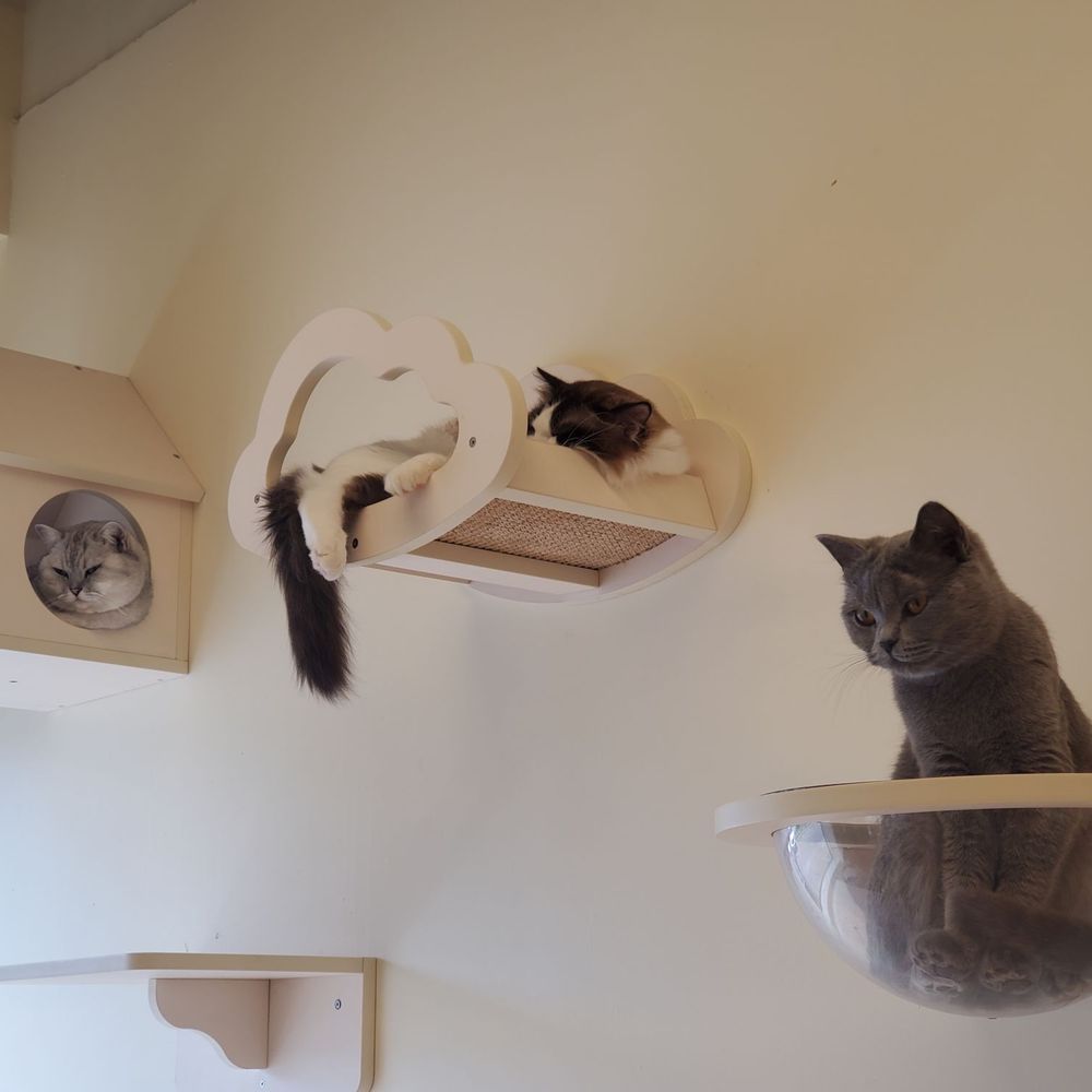 Meow Woo Studio - Cats - Themed Cafes Near Me - Richmond Hill, Ontario Meow Woo Studio - Cats - Themed Cafes Near Me - Richmond Hill, Ontario