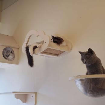 Meow Woo Studio - Cats - Themed Cafes Near Me - Richmond Hill, Ontario Meow Woo Studio - Cats - Themed Cafes Near Me - Richmond Hill, Ontario