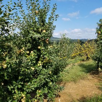 Mercier Orchards - Beautiful. Peaceful. - Bakeries Near Me - Blue Ridge, Georgia