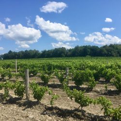 Domaine du Ridge - Vineyard
