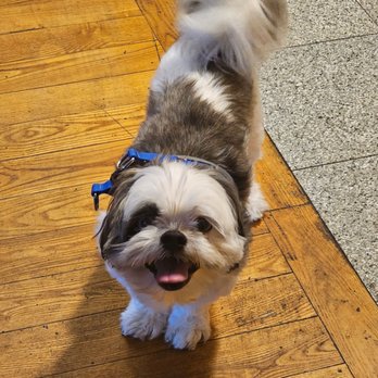 BluePearl Pet Hospital - Veterinarians Near Me - Forest Hills, New York BluePearl Pet Hospital - Veterinarians Near Me - Forest Hills, New York