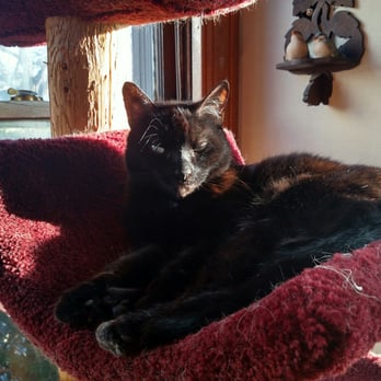 Oakwood Veterinary Clinic - Griet, my old girl. Many checkups with Dr B. - Veterinarians Near Me - Dayton, Ohio Oakwood Veterinary Clinic - Griet, my old girl. Many checkups with Dr B. - Veterinarians Near Me - Dayton, Ohio