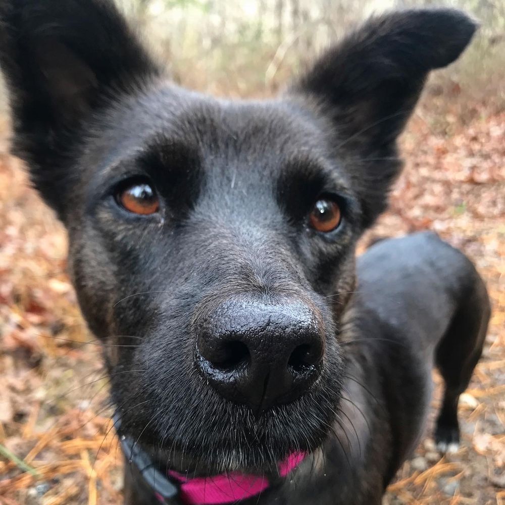 Mr Peepers' Pet Company - pet boarding facility in Asheville, NC