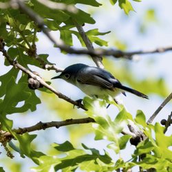 Wilderness Park - Blue-gray Gnatcatcher May 2023
