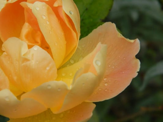 Cambridge University Botanic Garden by null