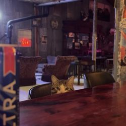 Heh Remember When - Our sweet cat Dagger asking for a beer (he's underage)