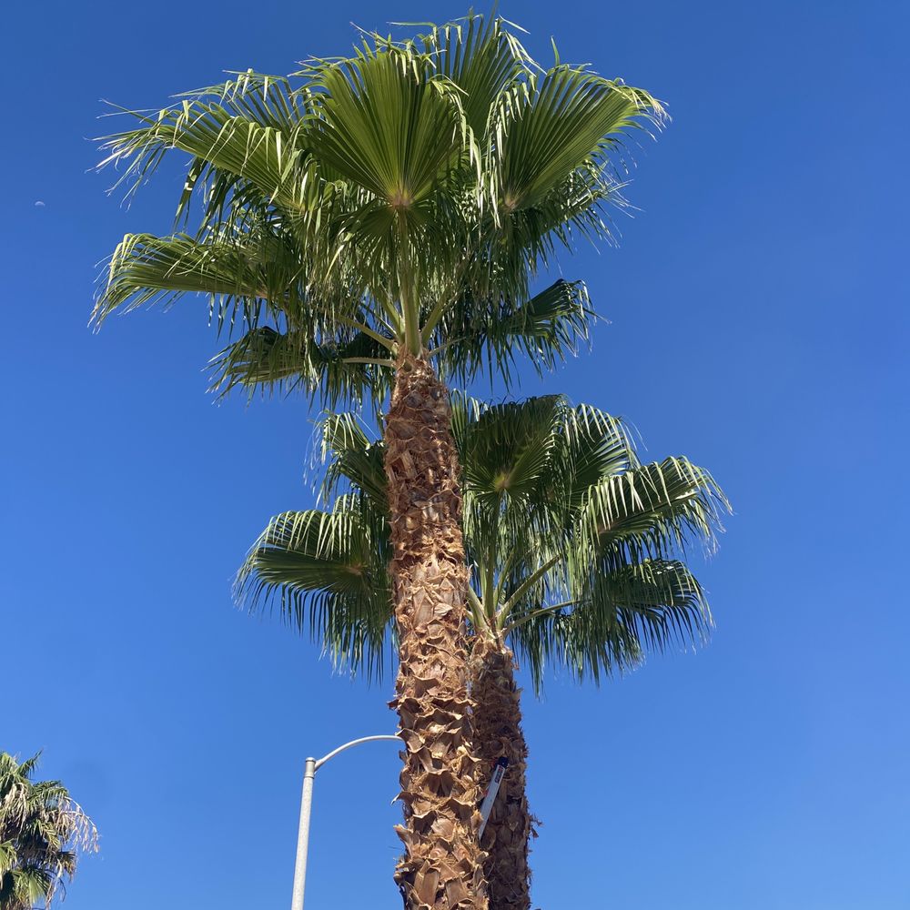 Green Man Tree Service - What a lovely fine trimmed couple - Tree Services Near Me Green Man Tree Service - What a lovely fine trimmed couple - Tree Services Near Me