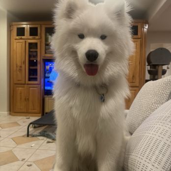 Petco - Waffle clean from his bath - Pet Stores Near Me - Medford, Oregon