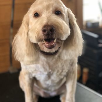 Southern Serenitys Camp Canine - Sandy the Goldendoodle after her haircut! - Pet Groomers Near Me Southern Serenitys Camp Canine - Sandy the Goldendoodle after her haircut! - Pet Groomers Near Me