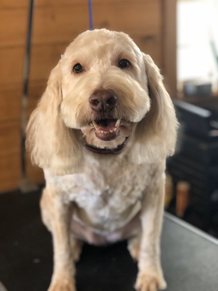 Southern Serenitys Camp Canine