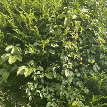 Mike's Tree Service & Landscaping - Tree Services Near Me - Torrington, Connecticut Mike's Tree Service & Landscaping - Tree Services Near Me - Torrington, Connecticut