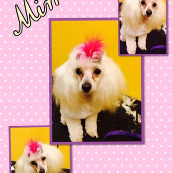 Barking Bad Grooming - Look at Mimi isn't she a doll? - Pet Groomers Near Me - Albuquerque, New Mexico