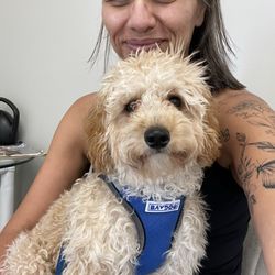 Dapper Dog Spa - The before