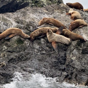 Seward Ocean Excursions - Sooo many lazy little guys!!! - Boat Tours Near Me