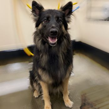 PetSmart - So fresh and so clean clean - Pet Groomers Near Me - San Diego, California