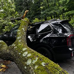 Eugene M Brennan Tree Service