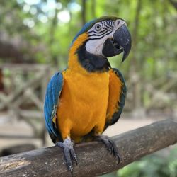 Selvatica