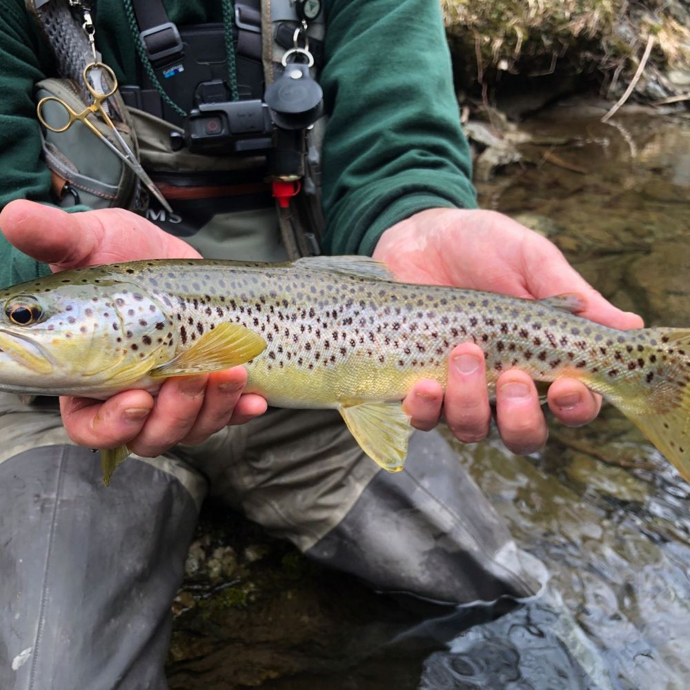 Embrace Summer at Lake Tansi with Weekly Farmers \u0026 Makers Market, Summer  Music \u0026 Movies, Events, Activities, and More! – Triple C Realty \u0026 Auction, image size:1000x1000