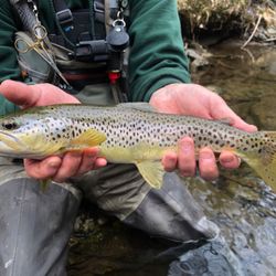Trout Zone Anglers - Wild Brown trout. GSMNP