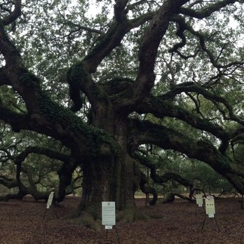 Angel Oak - Angel Oak Tree - Parks Near Me - Johns Island, South Carolina