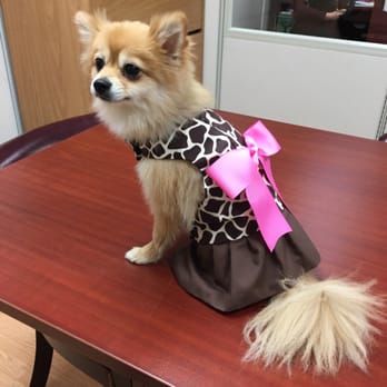 Dog Collar Fancy - Sophie, our 8 pound Pom in her harness from www.dogcollarfancy.com - Pet Stores Near Me