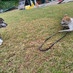 Dog Spa-Centro Canino do Monte Escrivao