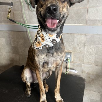 Punky Pooch - Pet Groomers Near Me