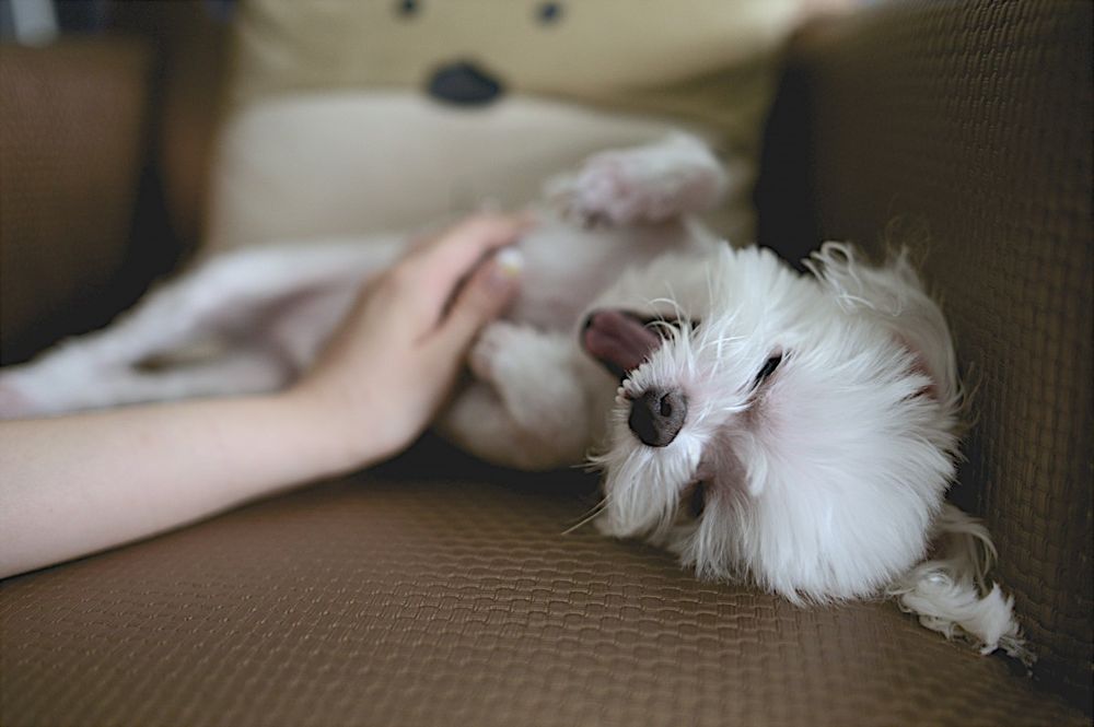 Karma Dog Training - pet boarding facility in Detroit, MI
