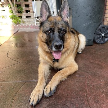 Primal Needs Behavioral Solutions - Pet Training Near Me