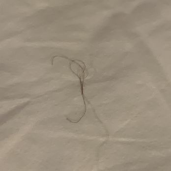 Wingate by Wyndham Niagara Falls - Not what you want to see on your sheets when you pull the blankets back to go to bed - Hotels Near Me - Niagara Falls, New York Wingate by Wyndham Niagara Falls - Not what you want to see on your sheets when you pull the blankets back to go to bed - Hotels Near Me - Niagara Falls, New York