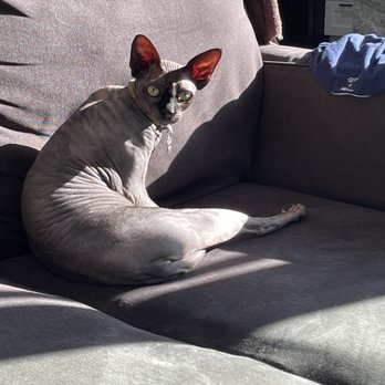 Hollywood Sphynx - Pet Services Near Me Hollywood Sphynx - Pet Services Near Me