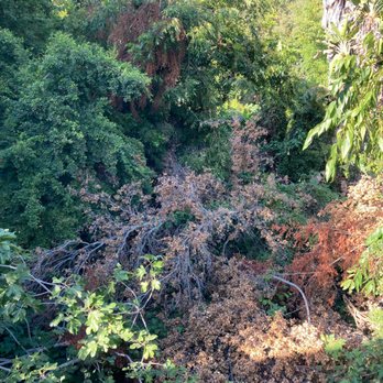 White Valley Tree Services - Before. Super dense growth with one dead fallen oak tree from the neighbors yard. - Tree Services Near Me - pasadena , California White Valley Tree Services - Before. Super dense growth with one dead fallen oak tree from the neighbors yard. - Tree Services Near Me - pasadena , California