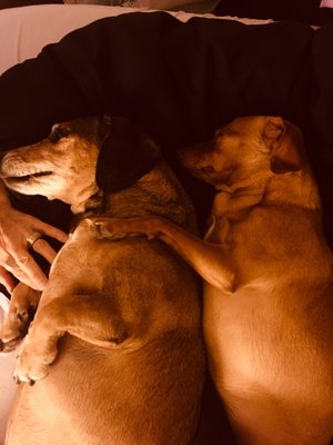 red rover mobile pet grooming