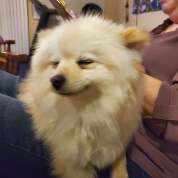Barking Lot Pet Styling - My baby smells so good and soft - Pet Groomers Near Me - Stockton, California Barking Lot Pet Styling - My baby smells so good and soft - Pet Groomers Near Me - Stockton, California