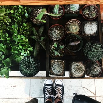 Solabee Flowers & Botanicals - You gotta catch'm all! - Florists Near Me - Portland, Oregon