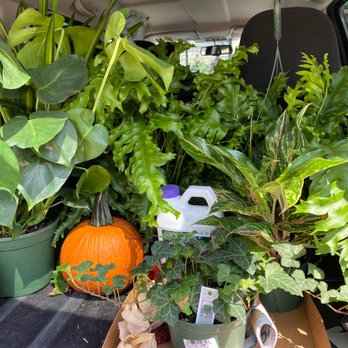 Calloway's Nursery - On the way to their new home - Nurseries & Gardening Near Me - Dallas, Texas