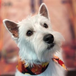 Duke City Dog Spa and Lodge - West Highland Terrier Grooming! way too adorable !!