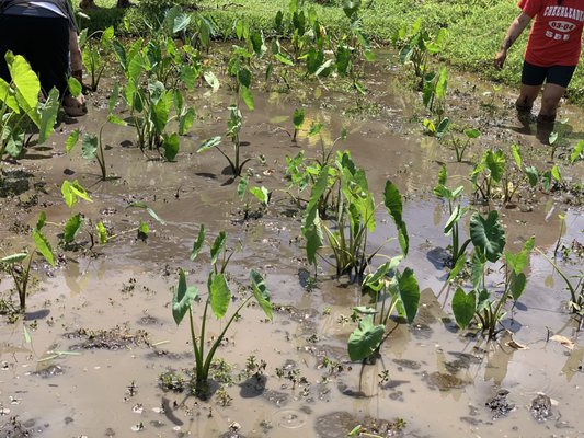 Paepae o He'eia by null