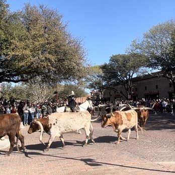 The Stockyards - Local Flavor Near Me - Fort Worth, Texas The Stockyards - Local Flavor Near Me - Fort Worth, Texas