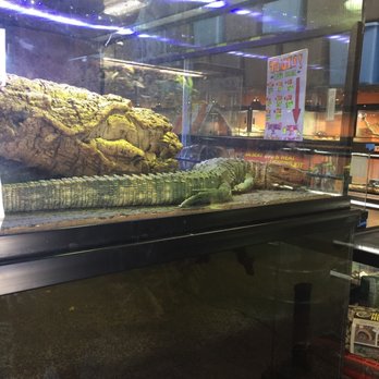 Predator's Reptile Center - Pet Stores Near Me - Mesa, Arizona Predator's Reptile Center - Pet Stores Near Me - Mesa, Arizona