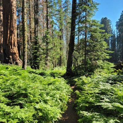 Tharp's Log by null