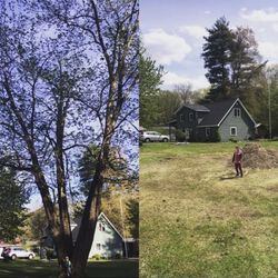 Haslem Tree Svce - Before and after of a 65 foot maple tree. Only a 5 hour difference!