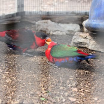 Austin Zoo - Feeding time for this little (and very LOUD) Lorie. - Zoos Near Me - Austin, Texas Austin Zoo - Feeding time for this little (and very LOUD) Lorie. - Zoos Near Me - Austin, Texas