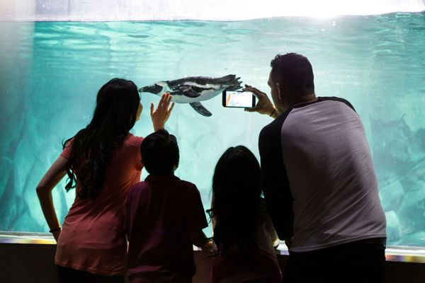 OdySea Aquarium by null