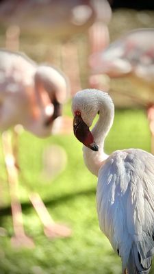 Wildlife World Zoo, Aquarium & Safari Park by null