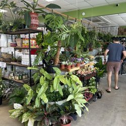 Oviedo Plants
